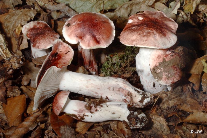 Hygrophorus russula