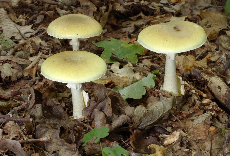 Amanita phalloides