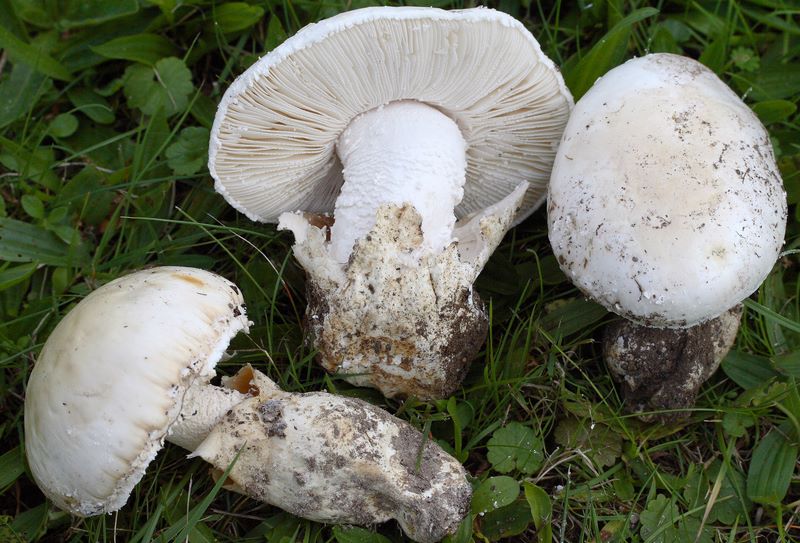 Amanita ovoidea