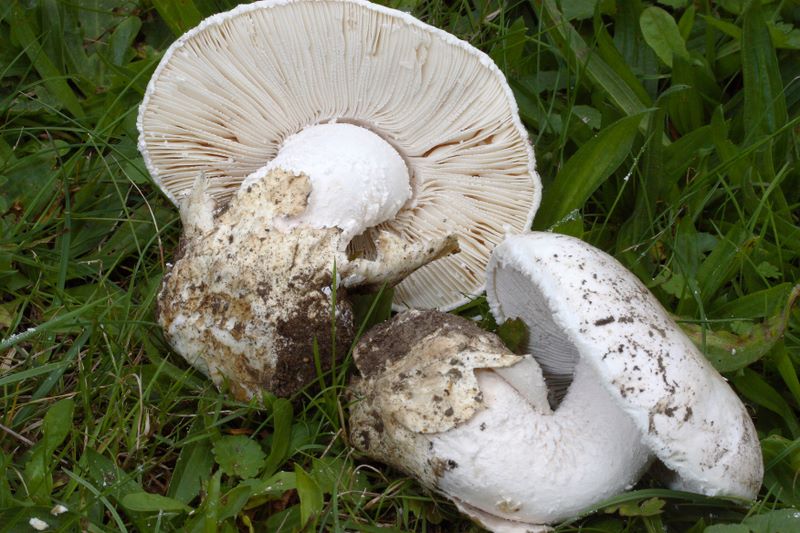 Amanita ovoidea