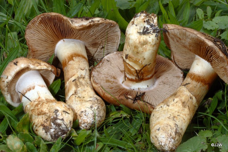 Cortinarius herculeus leg J Haine