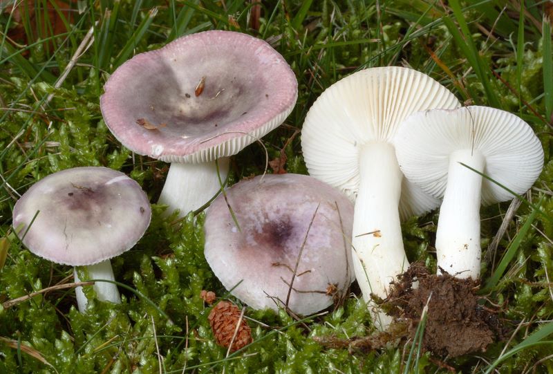 Russula fragilis