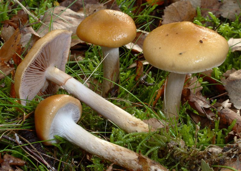 Cortinarius trivialis