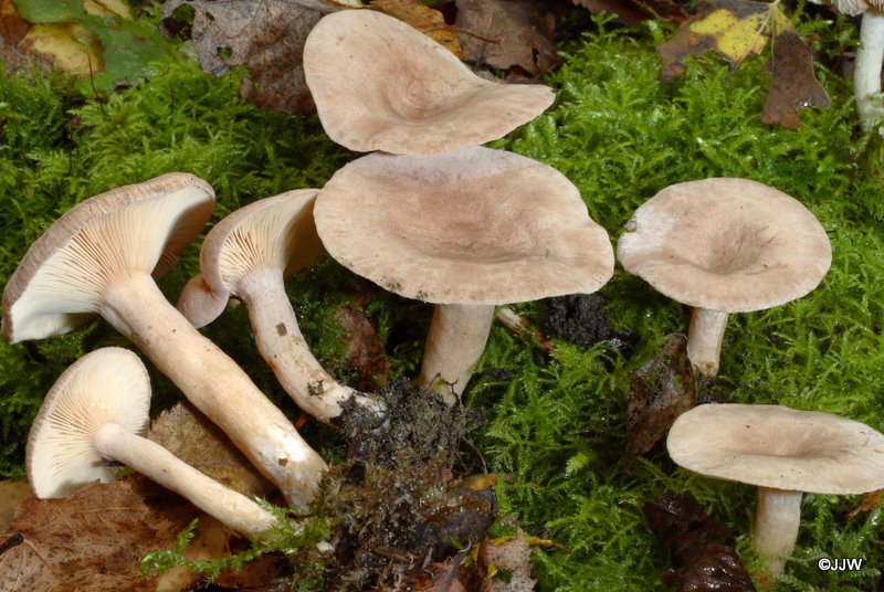 Lactarius glyciosmus