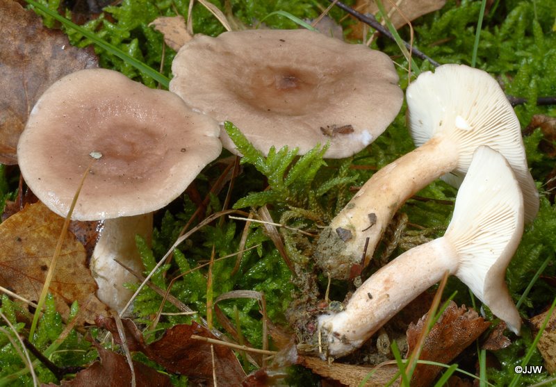 Lactarius vietus