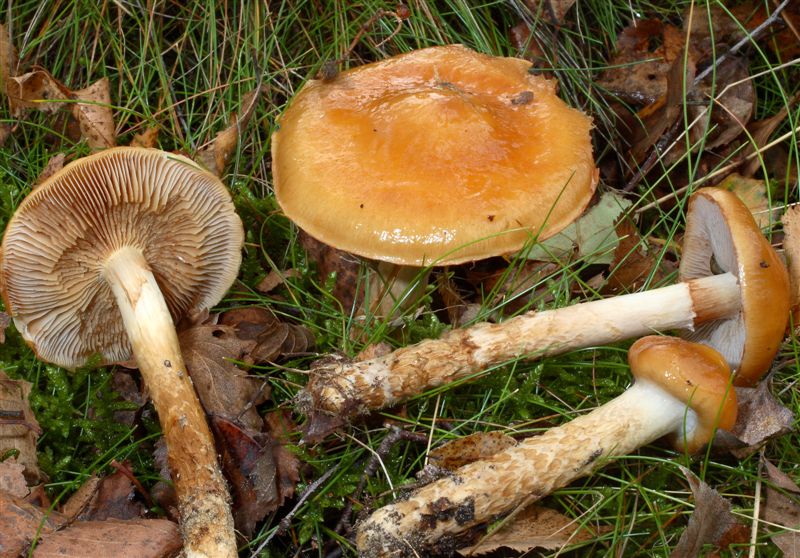 Cortinarius trivialis