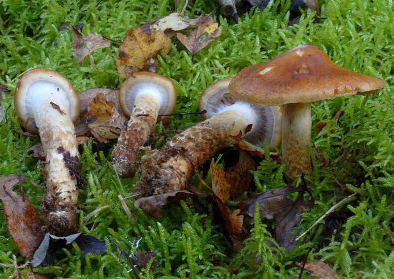 Cortinarius trivialis