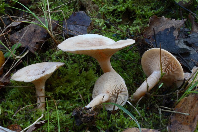 Lactarius glyciosmus