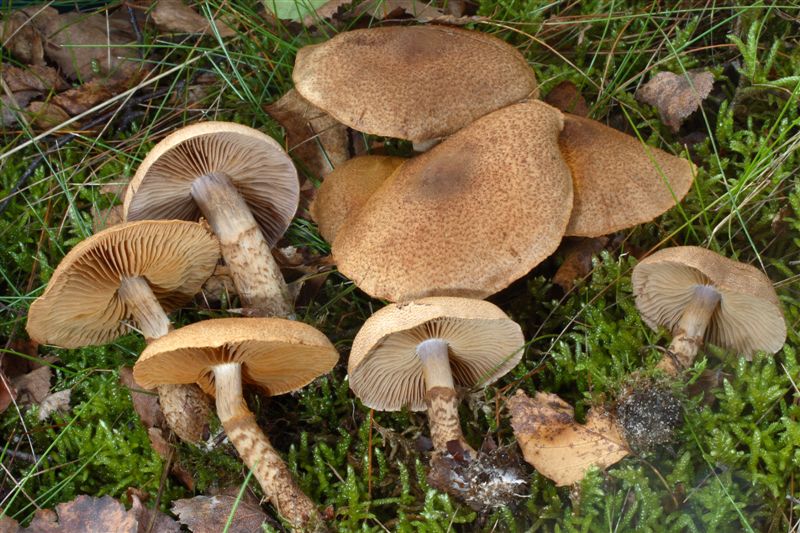 Cortinarius pholideoides