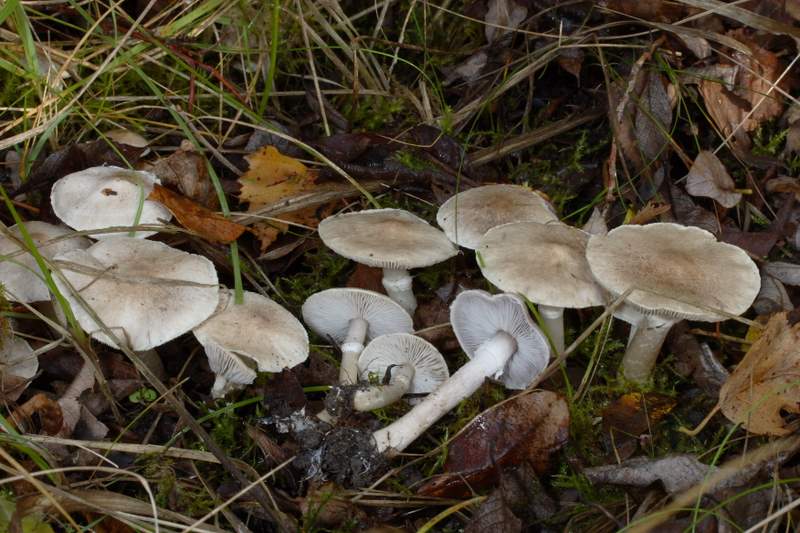 Tricholoma cingulatum