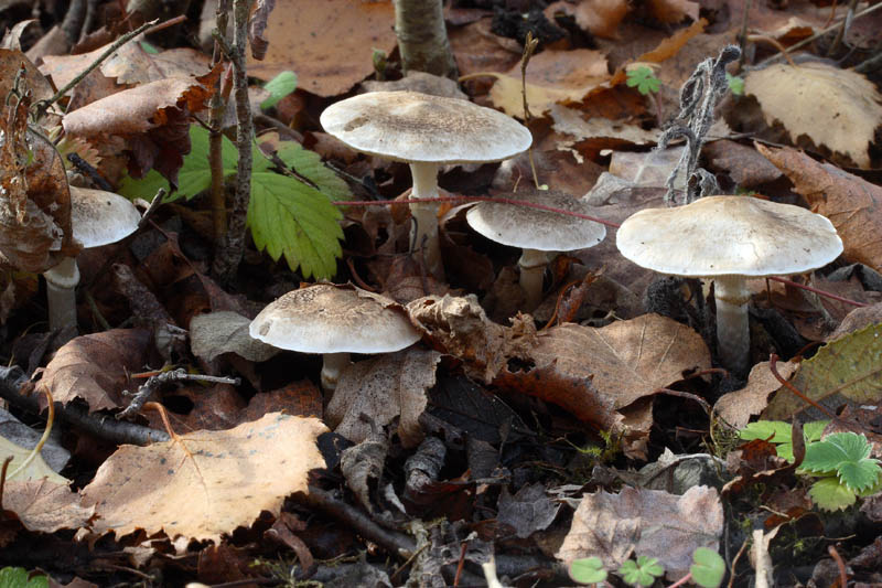 Tricholoma cingulatum