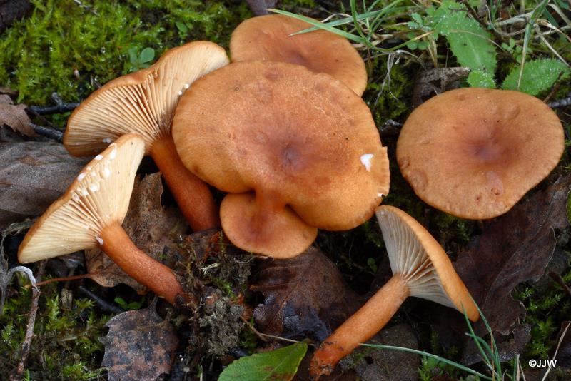 Lactarius lacunarum