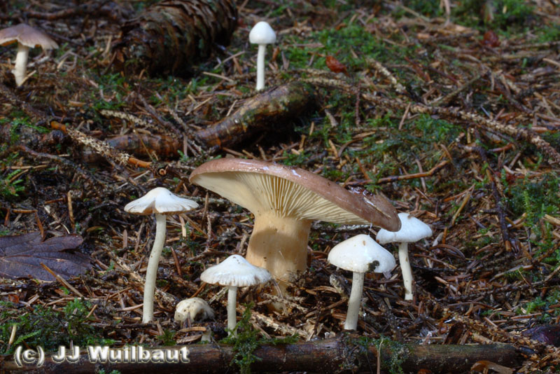 Lactarius hysginus avec Inocybe geophylla