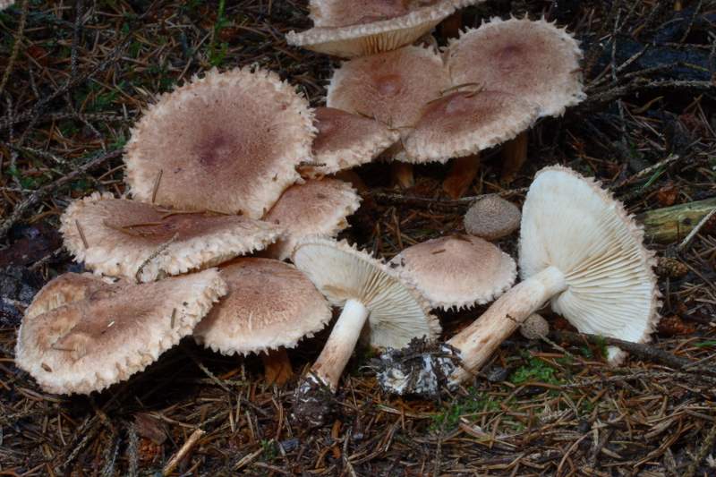 Tricholoma vaccinum