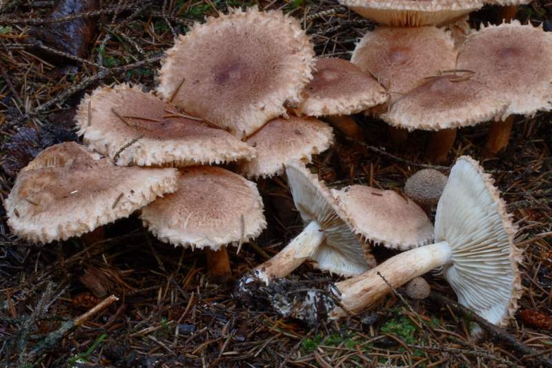 Tricholoma vaccinum