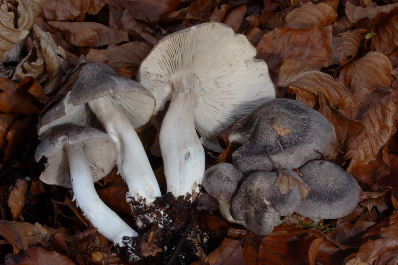 Tricholoma orirubens