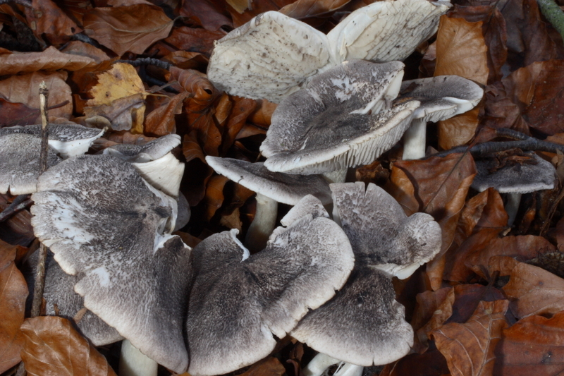 Tricholoma orirubens