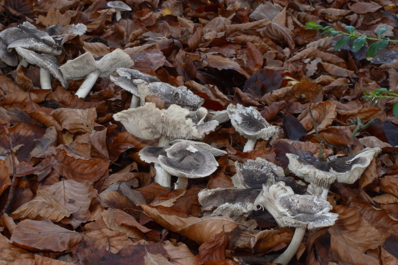 Tricholoma orirubens