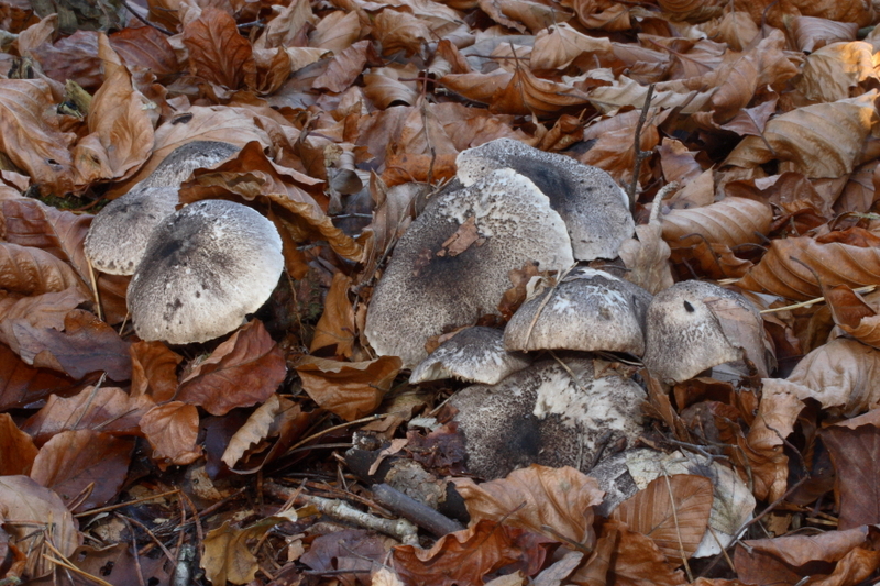 Tricholoma orirubens