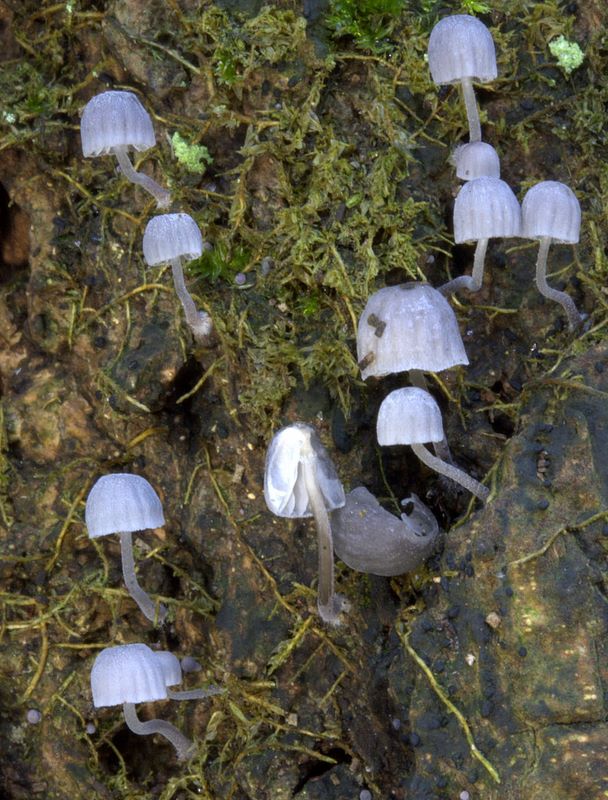 Mycena pseudocorticola