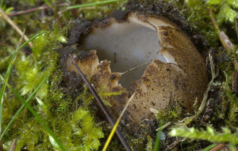 Geopora sumneriana