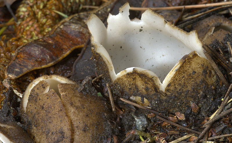 Geopora sumneriana