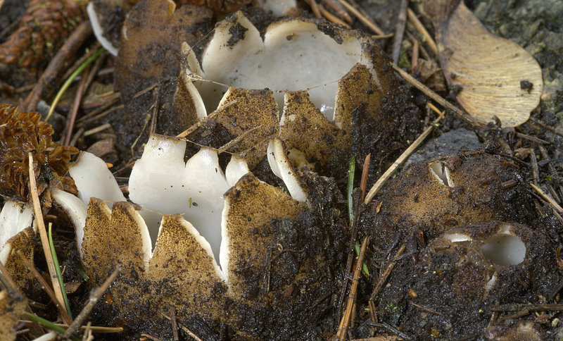 Geopora sumneriana