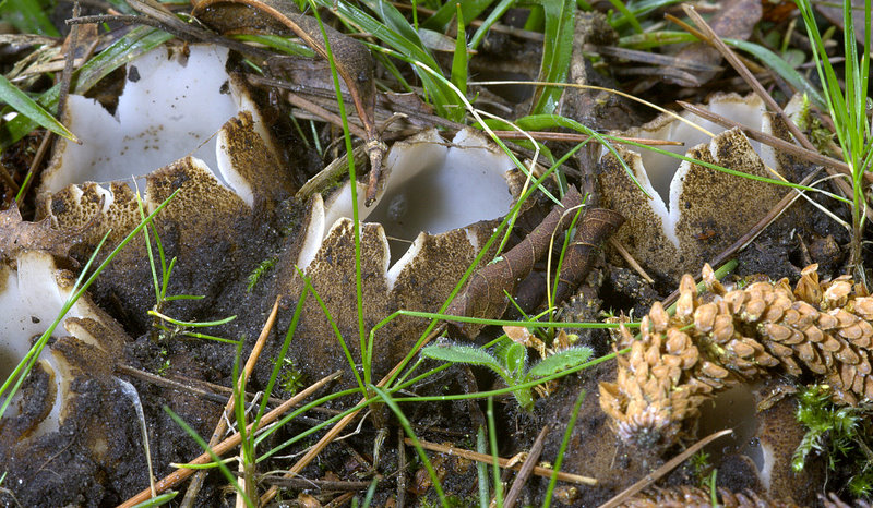 Geopora sumneriana