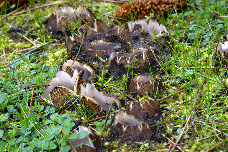 Geopora sumneriana