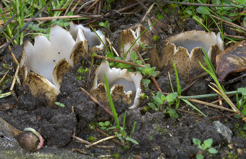 Geopora sumneriana