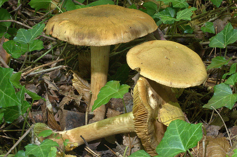 Cortinarius cotoneus