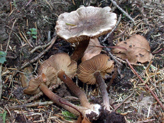 Inocybe brevispora