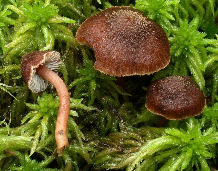 Inocybe calospora