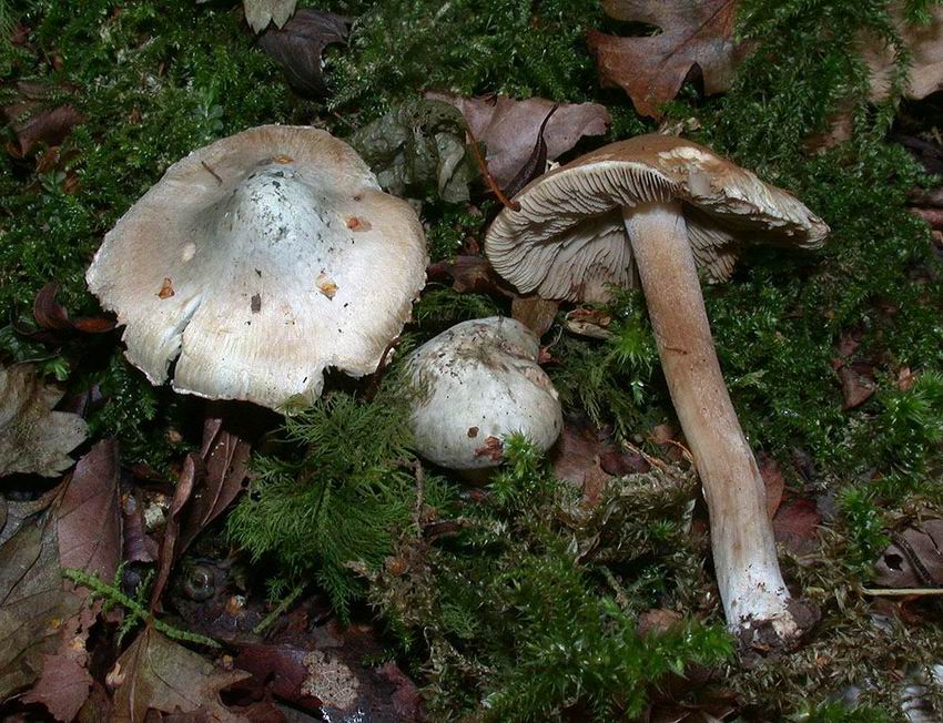 Inocybe corydalina