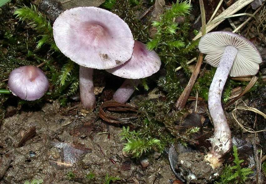 Inocybe geophylla v lilacina