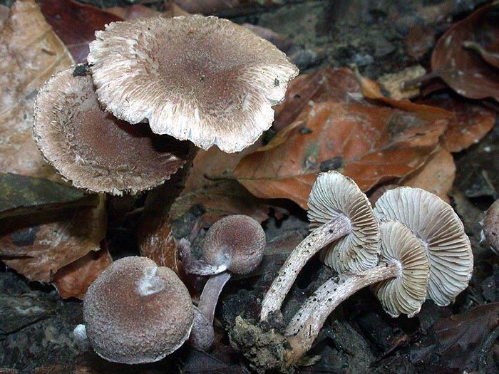 Inocybe griseolilacina