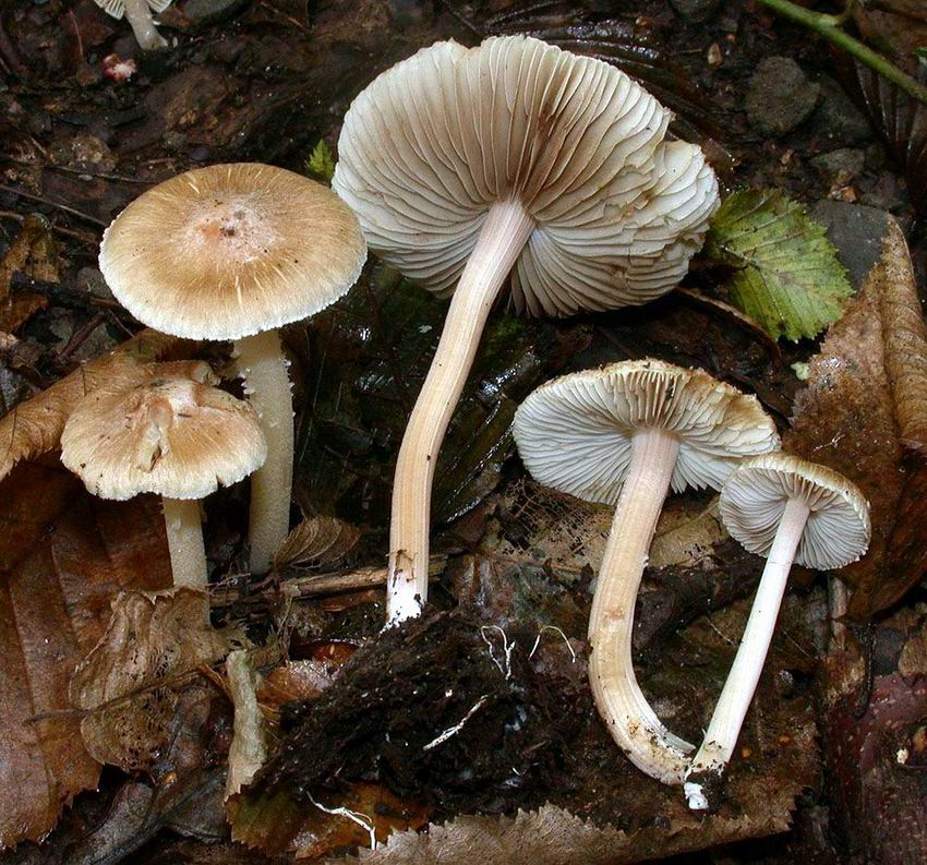 Inocybe hirtella