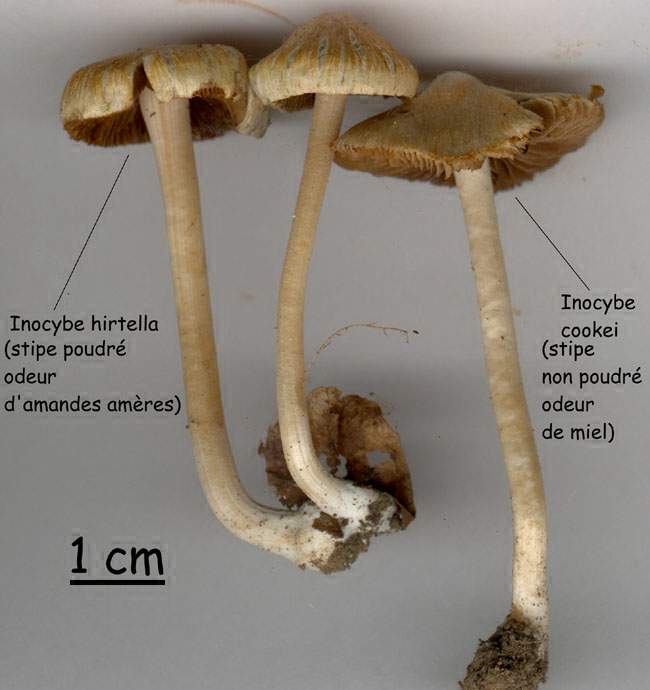 Inocybe cookei & hirtella