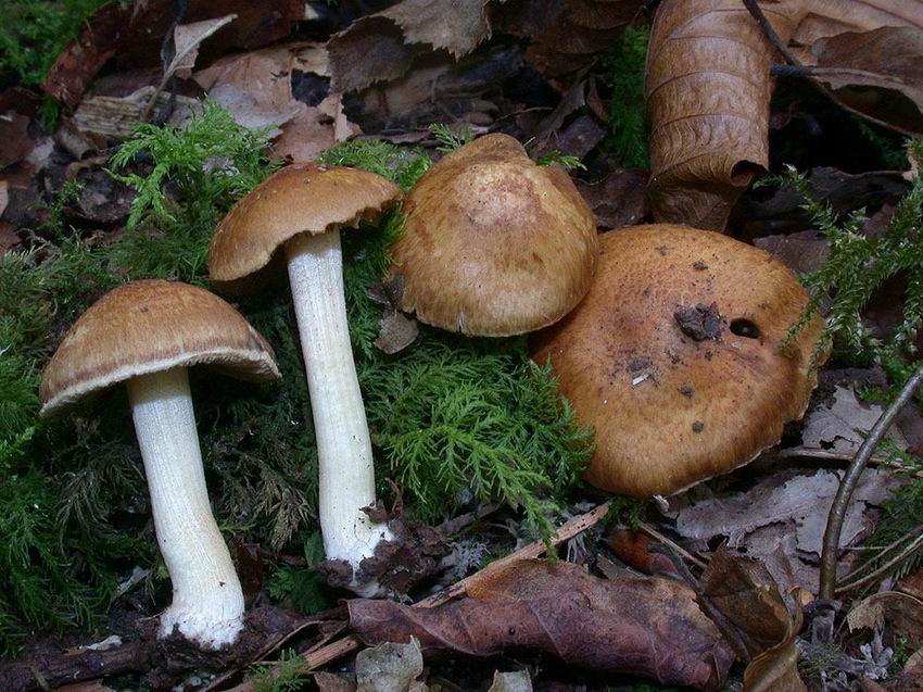Inocybe langei