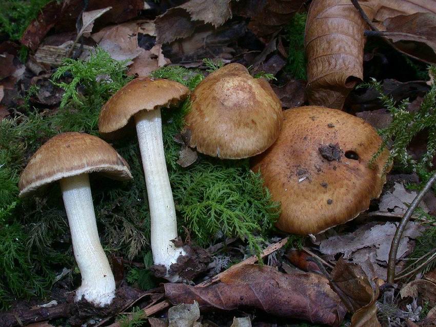 Inocybe langei