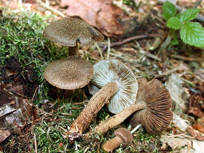 Inocybe lanuginosa