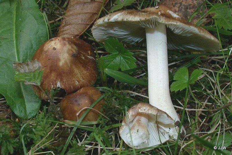 Inocybe margaritispora