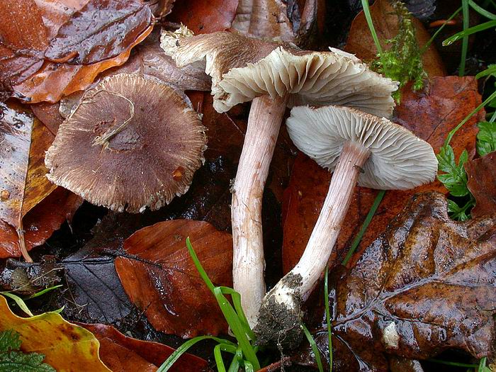 Inocybe nitidiuscula