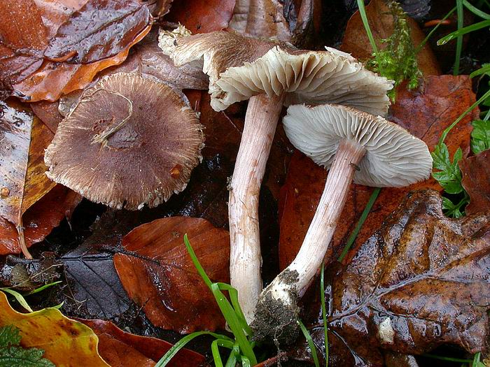 Inocybe nitidiuscula