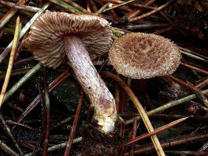 Inocybe obscura