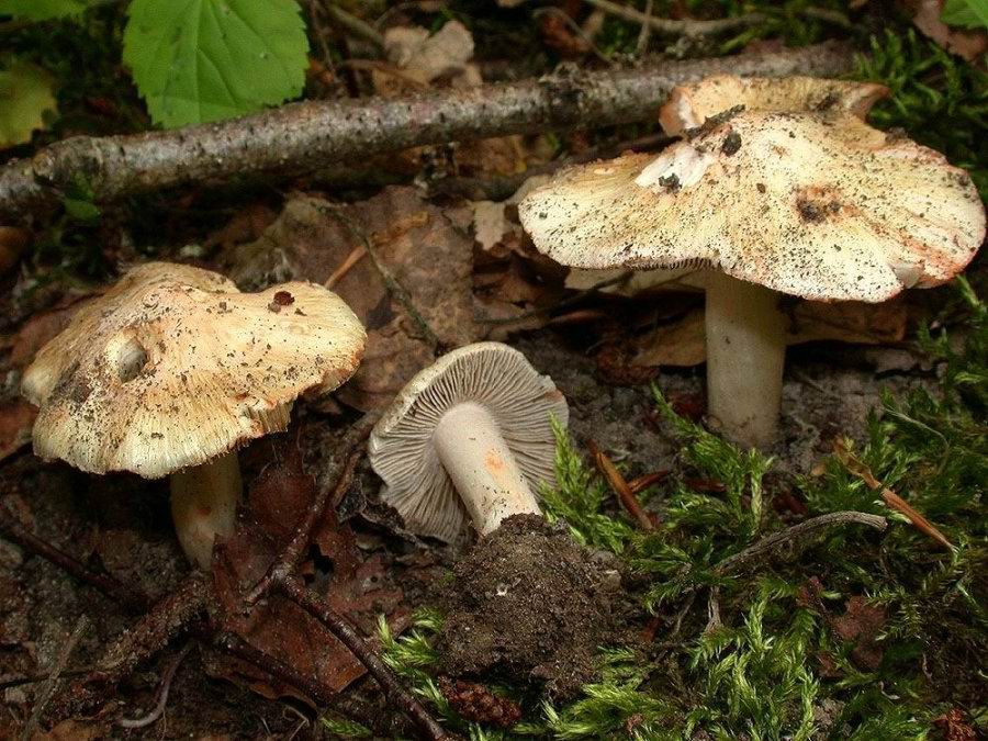 Inocybe patouillardii