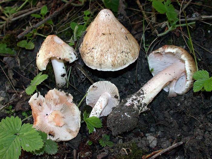 Inocybe patouillardii