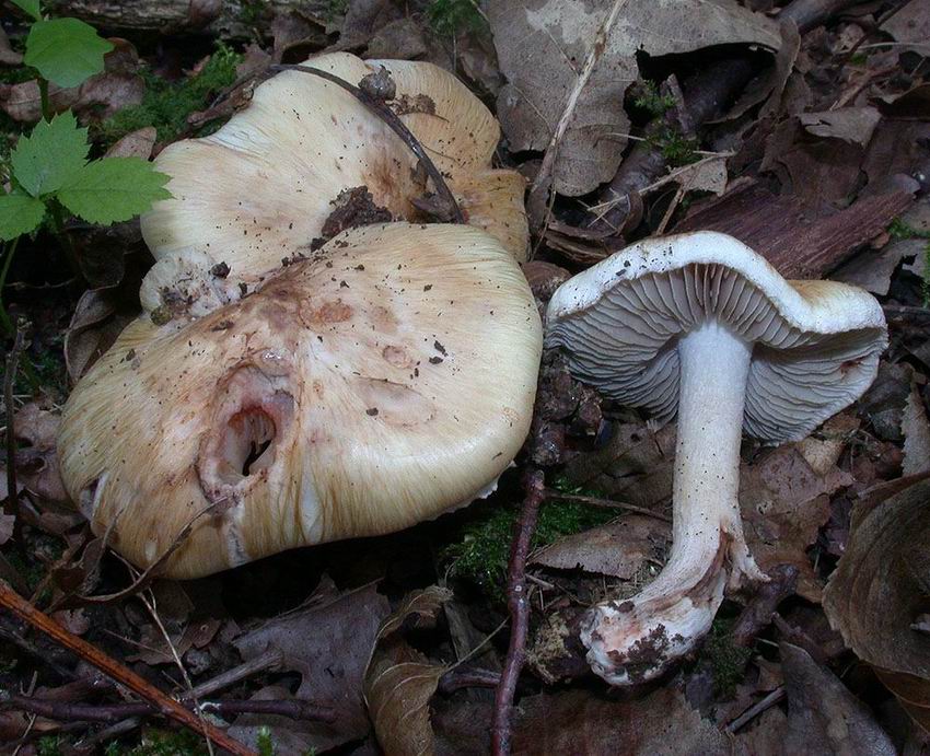 Inocybe piriodora