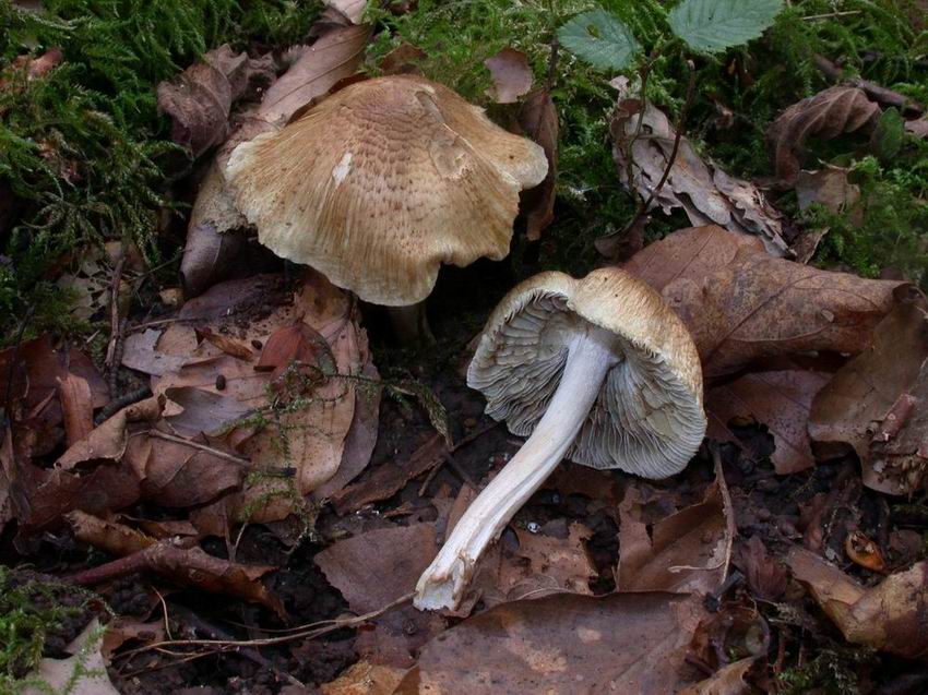 Inocybe squamata