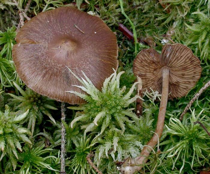 Inocybe subcarpta